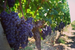 Grappes