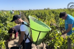 Vendanges-2022-10