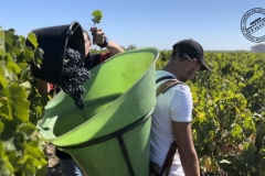 Vendanges-2022-11