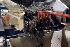 Vendanges-2022-13