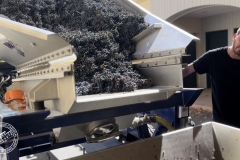 Vendanges-2022-17