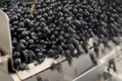 Vendanges-2022-21