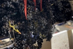 Vendanges-2022-23