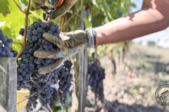 Vendanges-2022-5