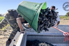 Vendanges-2022-7