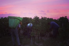 vendanges 2018